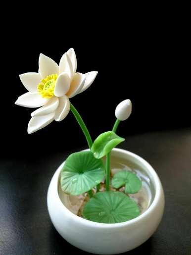 碗莲何时开花，如何让碗莲多开花？