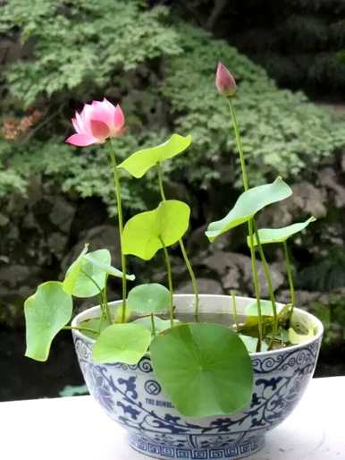 碗莲何时开花，如何让碗莲多开花？