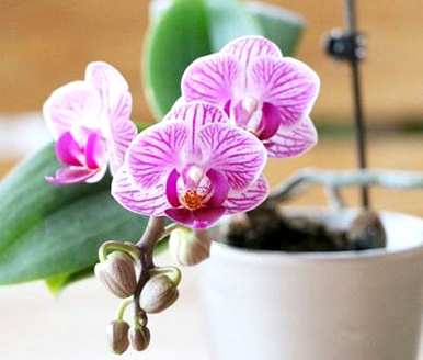 蝴蝶兰开花后如何修剪？蝴蝶兰开花后如何修剪？