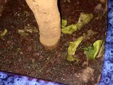 如何培育幸福树的四大禁忌？幸福树的作用和功效以及禁忌