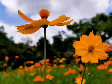 波斯菊种子种植方法、波斯菊种子种植方法