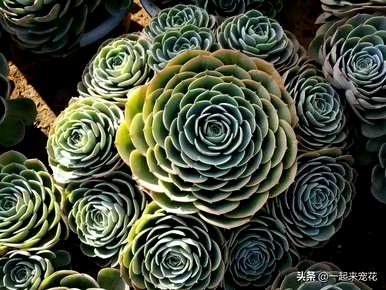 好养多肉植物排名，十大难养多肉植物排名