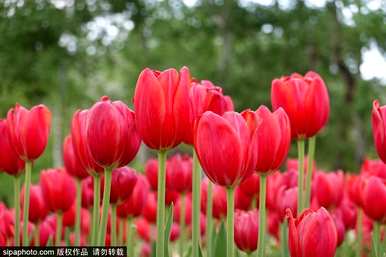 郁金香花是什么样子的，郁金香花的花语和象征