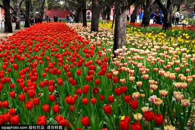 郁金香花是什么样子的，郁金香花的花语和象征