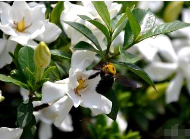 栀子花期什么时候结束，栀子花期多长时间？
