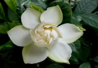 栀子花期什么时候结束，栀子花期多长时间？