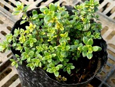 如何种植百里香，百里香种植方法的全过程