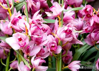 大花蕙兰一年开几次花，大花蕙兰第二年还开吗？