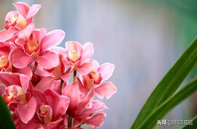 大花蕙兰一年开几次花，大花蕙兰第二年还开吗？