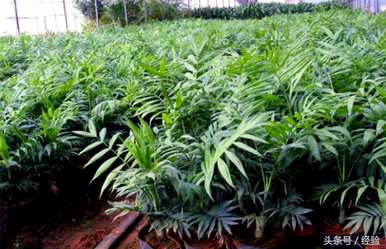 如何培育袖珍椰子花，如何培育袖珍椰子