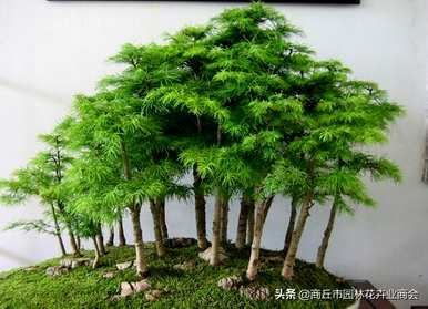蓬莱松盆栽植物容易饲养吗？蓬莱松小盆栽花盆
