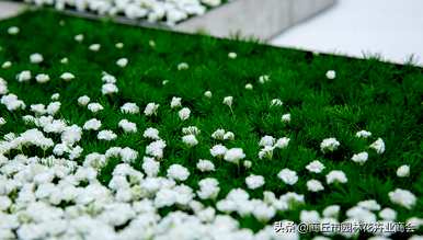 蓬莱松盆栽植物容易饲养吗？蓬莱松小盆栽花盆