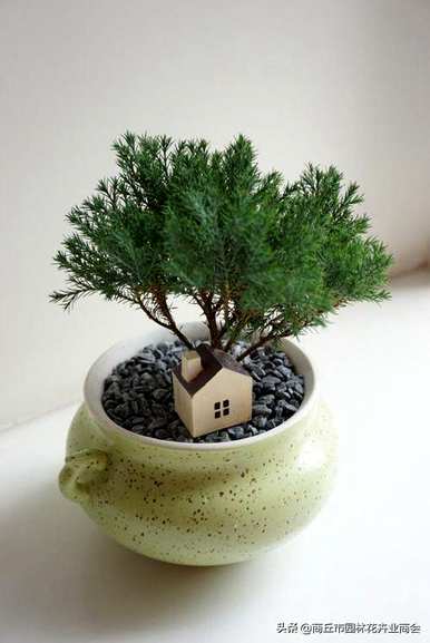 蓬莱松盆栽植物容易饲养吗？蓬莱松小盆栽花盆