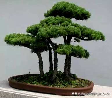 蓬莱松盆栽植物容易饲养吗？蓬莱松小盆栽花盆