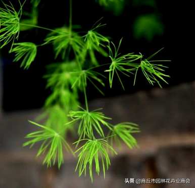 蓬莱松盆栽植物容易饲养吗？蓬莱松小盆栽花盆