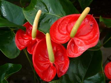 火鹤花好养吗？怎么养？火鹤花好养吗？怎么养？