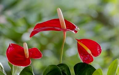火鹤花好养吗？怎么养？火鹤花好养吗？怎么养？