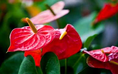 火鹤花好养吗？怎么养？火鹤花好养吗？怎么养？