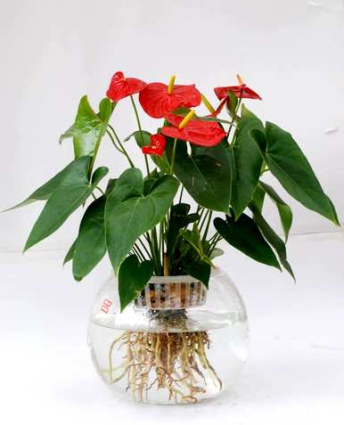火鹤花好养吗？怎么养？火鹤花好养吗？怎么养？