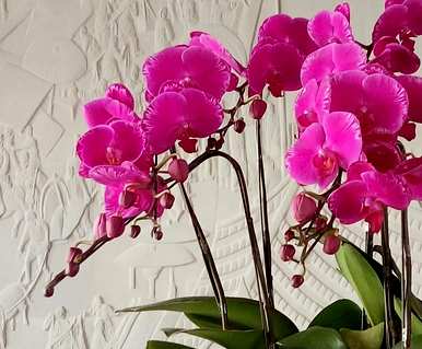 蝴蝶兰花怎么浇水最好？蝴蝶兰花怎么浇水？