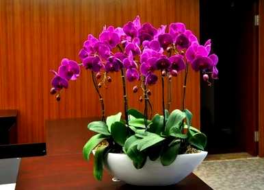 蝴蝶兰花怎么浇水最好？蝴蝶兰花怎么浇水？