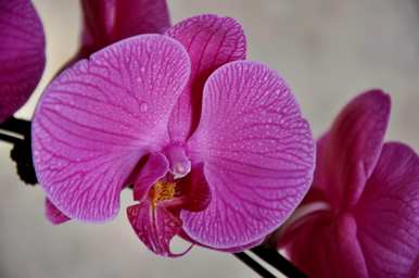 蝴蝶兰花怎么浇水最好？蝴蝶兰花怎么浇水？