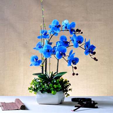 蝴蝶兰花怎么浇水最好？蝴蝶兰花怎么浇水？