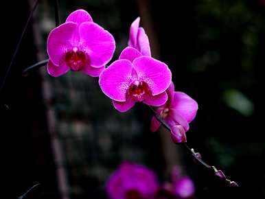 蝴蝶兰花怎么浇水最好？蝴蝶兰花怎么浇水？