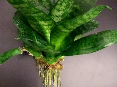 虎皮兰能一直水培吗？虎皮兰能水培吗？