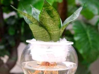 虎皮兰能一直水培吗？虎皮兰能水培吗？