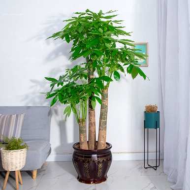 盆花推荐好养，春天买什么花盆栽？