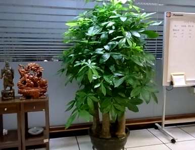 盆花推荐好养，春天买什么花盆栽？