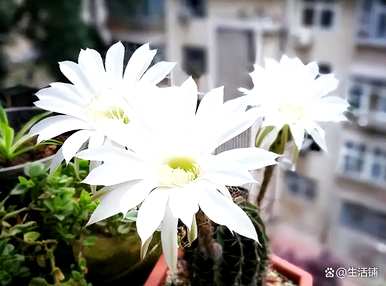 仙人球开花的寓意是什么，金虎仙人球开花的寓意是什么？