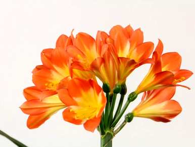 岩桐花适合室内养吗？最好的室内花是什么？
