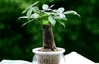 什么是适合客厅的水生花卉和水生花卉植物？