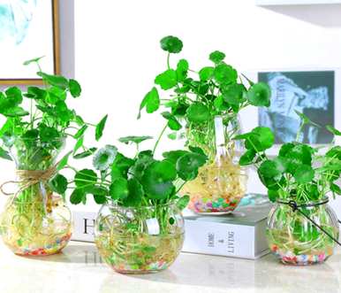 什么是适合客厅的水生花卉和水生花卉植物？