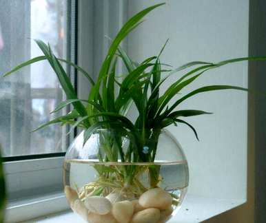 什么是适合客厅的水生花卉和水生花卉植物？