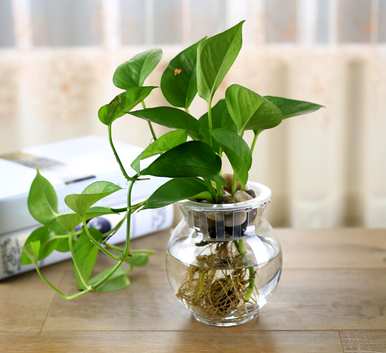 什么是适合客厅的水生花卉和水生花卉植物？