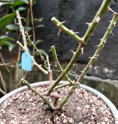盆栽月季花的修剪方法和技巧，月季花开后什么时候修剪最好？