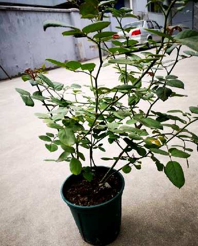 盆栽月季花的修剪方法和技巧，月季花开后什么时候修剪最好？
