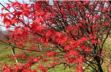 日本红枫种植方法，中国红枫种植方法