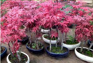 日本红枫种植方法，中国红枫种植方法
