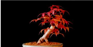 日本红枫种植方法，中国红枫种植方法