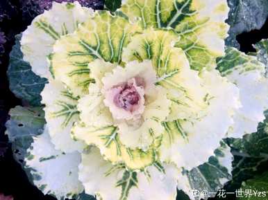 秋天有哪些花开，秋天有哪些花开？