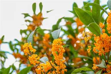 秋天开什么花，夏天开什么花？