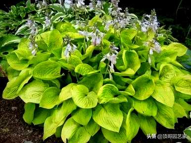 耐寒耐阴花卉办公室，喜阴耐寒花卉有哪些？