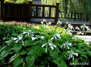 耐寒耐阴花卉办公室，喜阴耐寒花卉有哪些？
