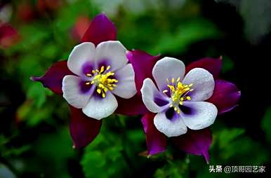 耐寒耐阴花卉办公室，喜阴耐寒花卉有哪些？