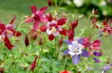 耐寒耐阴花卉办公室，喜阴耐寒花卉有哪些？