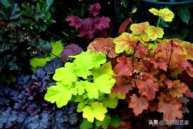 耐寒耐阴花卉办公室，喜阴耐寒花卉有哪些？